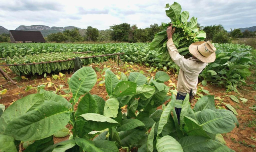 Индонезийское табачное поле в разгар сезона сбора урожая