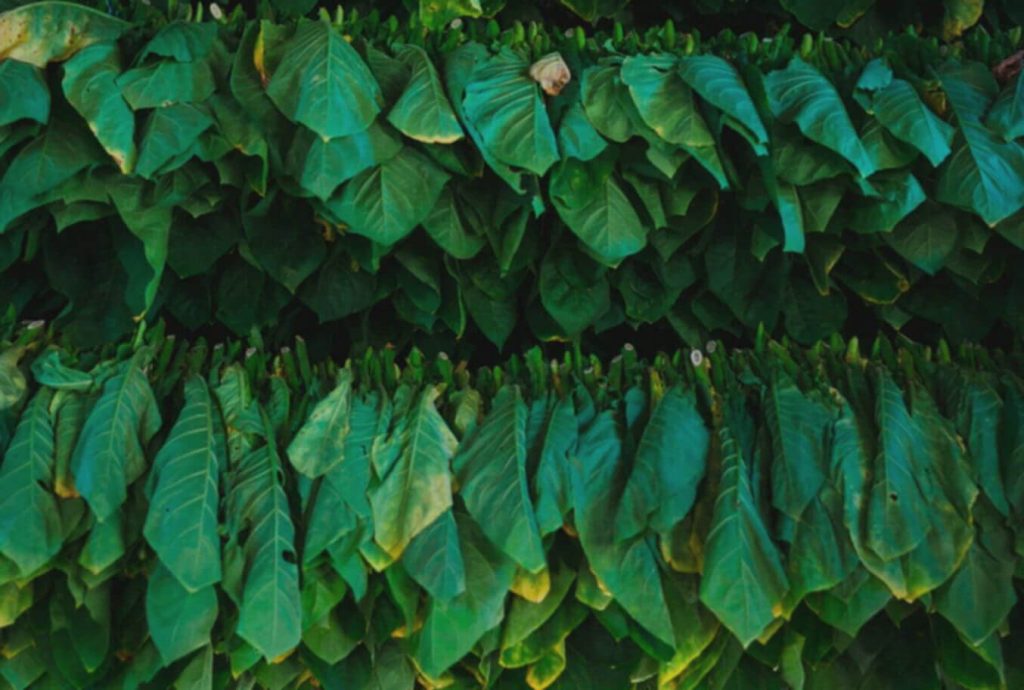 Нетронутое поле растущего гаванского табака
