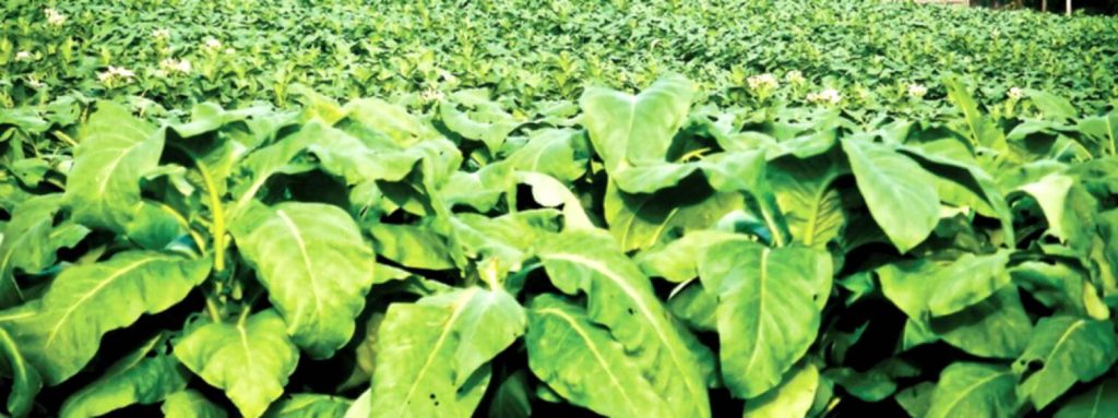 Крупный план листьев табака на поле в штате Вирджиния